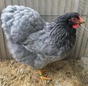 Blue Wyandotte