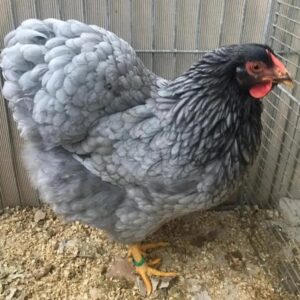 Blue Wyandotte