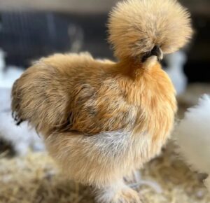 Buff Silkies