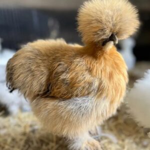 Buff Silkies
