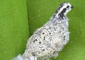 Snowflake Quail