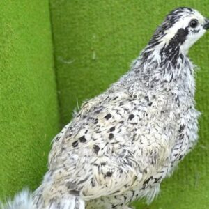 Snowflake Quail