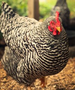 Barred Plymouth Rock