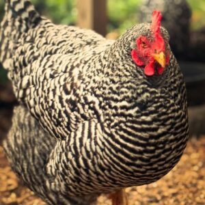 Barred Plymouth Rock