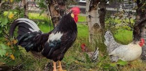 Black Leghorn rooster.