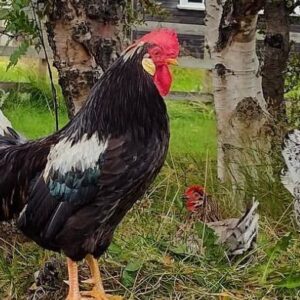 Black Leghorn rooster.