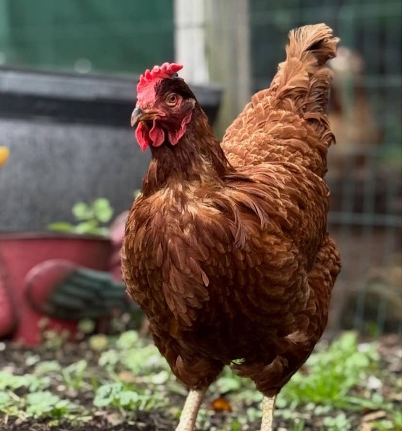 Rhode Island Red - Image 2