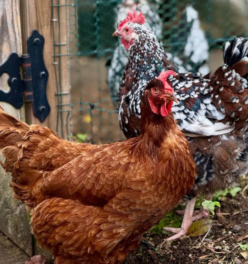 Rhode Island Red - Image 3