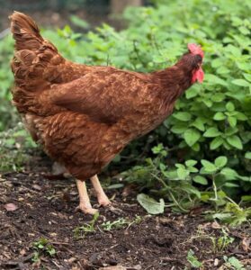 Rhode Island Red