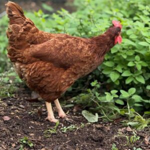Rhode Island Red