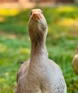 Toulouse goose