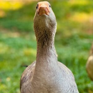 Toulouse goose