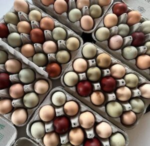 Chicken Hatching Eggs Rainbow Mix 12 Fertilized Eggs Large Fowl Fertile Eggs