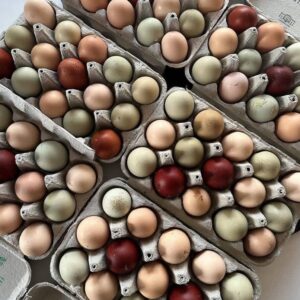 Chicken Hatching Eggs Rainbow Mix 12 Fertilized Eggs Large Fowl Fertile Eggs
