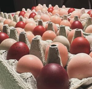 12+ Fertile Chicken Hatching Eggs Rainbow Mix Black Copper Maran Easter Egger