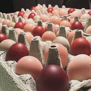 12+ Fertile Chicken Hatching Eggs Rainbow Mix Black Copper Maran Easter Egger