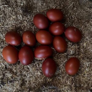 Marans Eggs