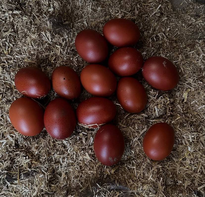 Marans Eggs