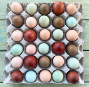 12+ Fertile Chicken Hatching Eggs Rainbow Mix Black Copper Maran Easter Egger