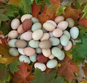 Chicken Hatching Eggs Rainbow Mix 12 Fertilized Eggs Large Fowl Fertile Eggs