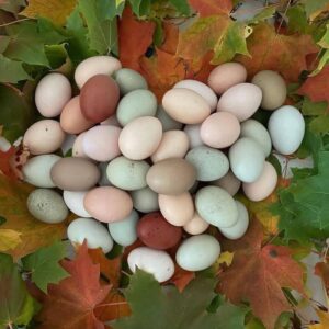 Chicken Hatching Eggs Rainbow Mix 12 Fertilized Eggs Large Fowl Fertile Eggs