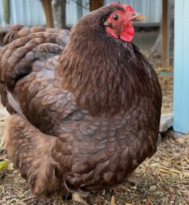 Chocolate Orpington