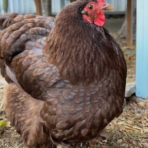 Chocolate Orpington