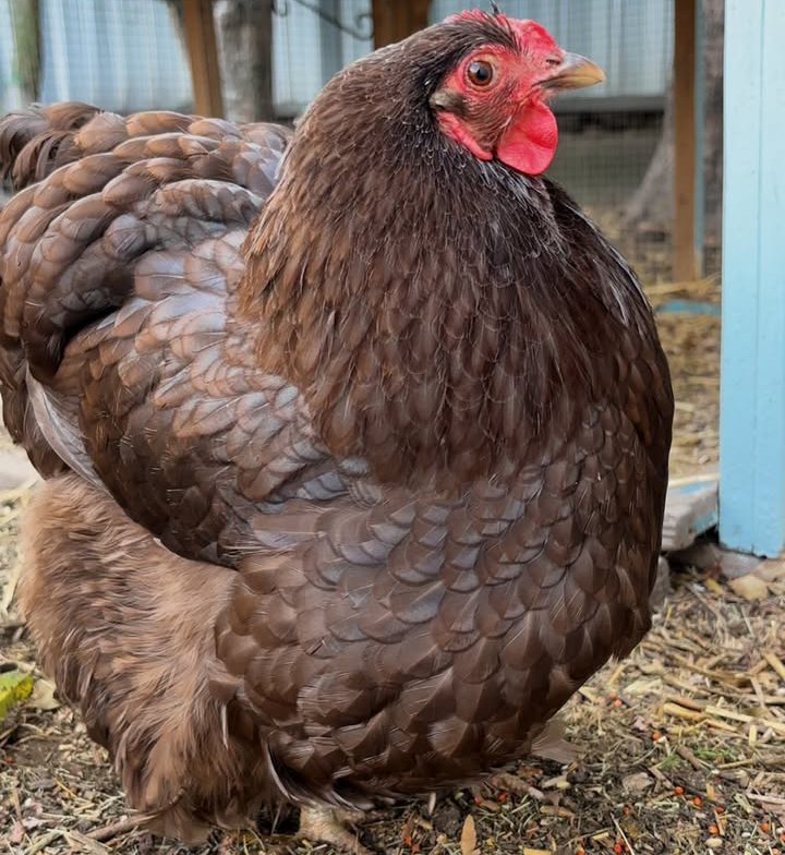 Chocolate Orpington