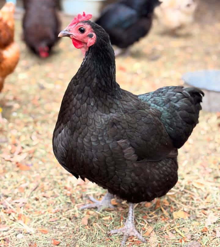 Black Australorp - Image 2