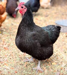 Black Australorp