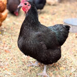 Black Australorp