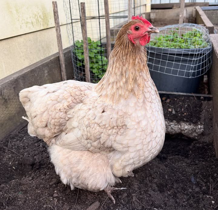 Wyandotte Bantam - Image 2