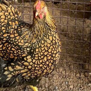 Gold Laced Wyandotte