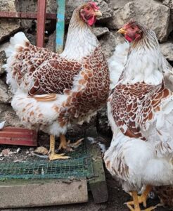 Red Laced Wyandotte