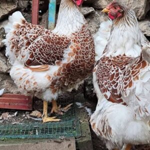 Red Laced Wyandotte