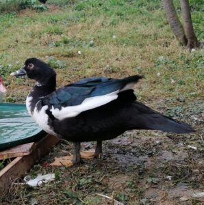 Muscovy duck