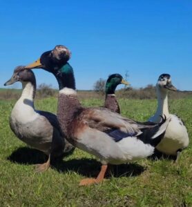 Rouen and Indian Runner