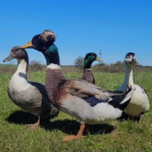 Rouen and Indian Runner