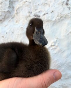 Cayuga Duckling