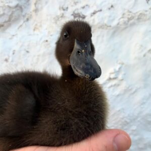 Cayuga Duckling