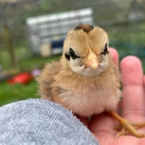Chick