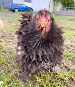 Black frizzle Bantams