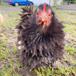 Black frizzle Bantams