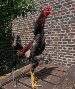 O-Shamo chicken