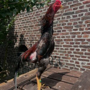 O-Shamo chicken