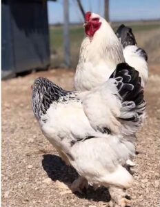 LIGHT BRAHMA ROOSTER