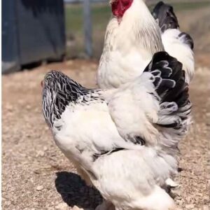 LIGHT BRAHMA ROOSTER