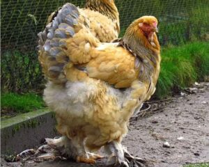 BRAHMA