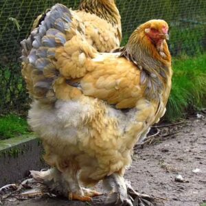 BRAHMA